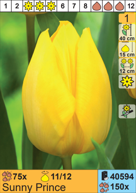 Tulp Sunny Prince 1 tk