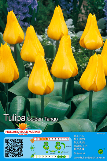 Tulp Golden Tango 1 tk