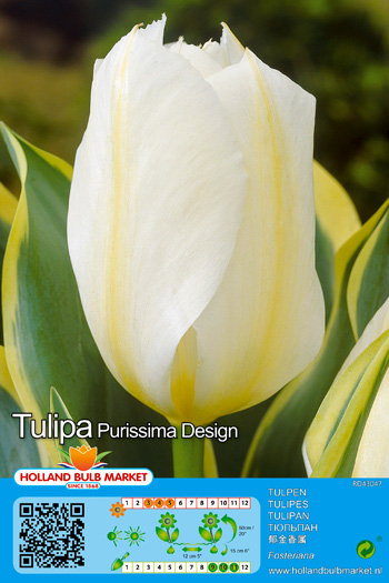 Tulp Purissima Design 1 tk