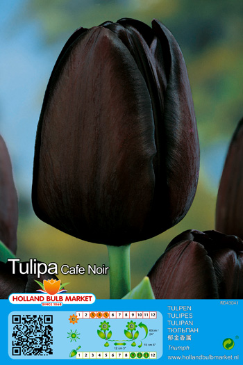 Tulp Cafe Noir 1tk