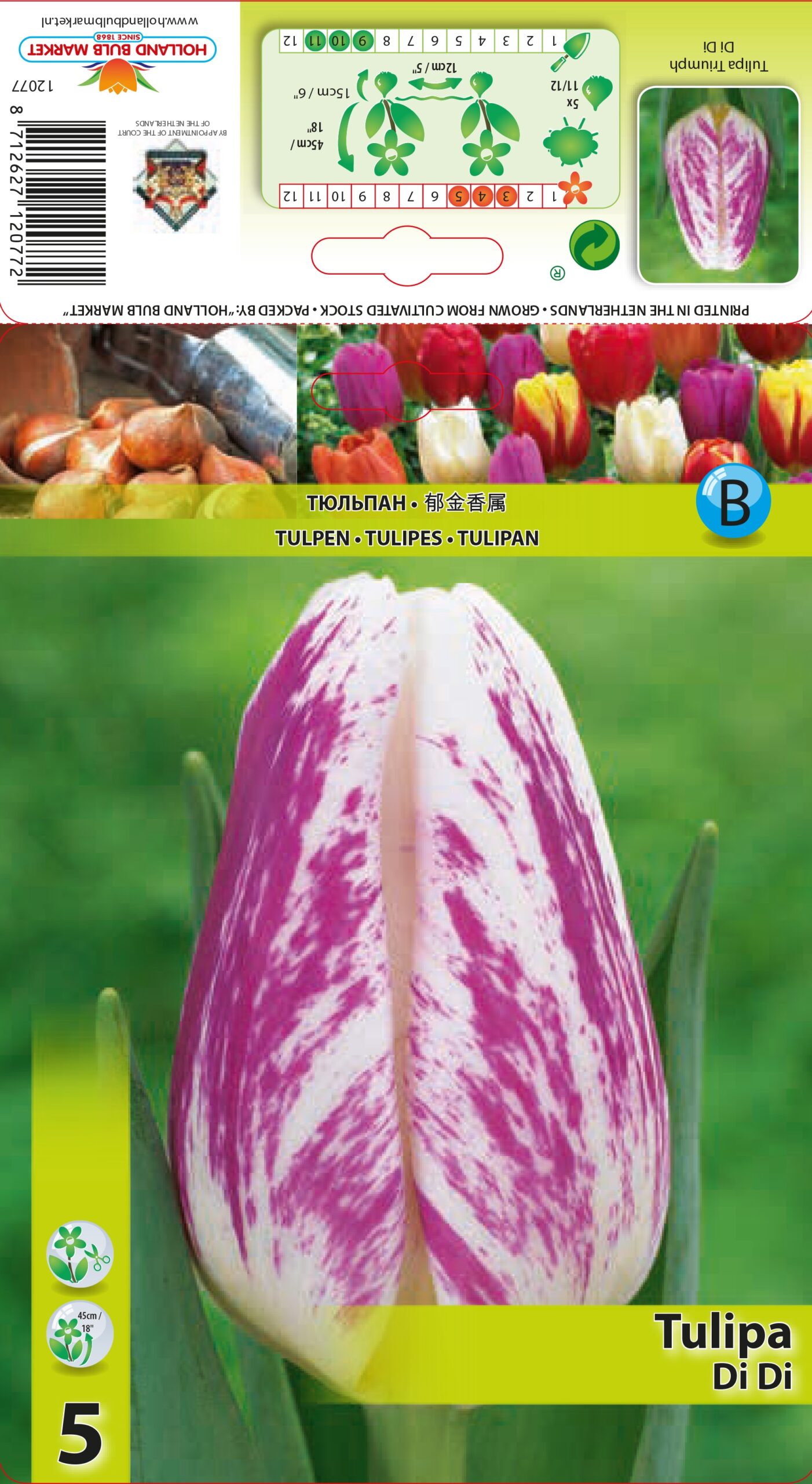 Tulp Di Di 5 tk