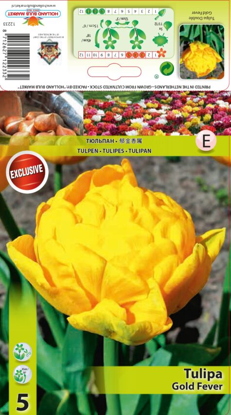 Tulp Gold Fever 5tk