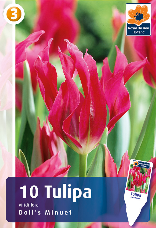 Tulp Doll`s Minuet 10 tk