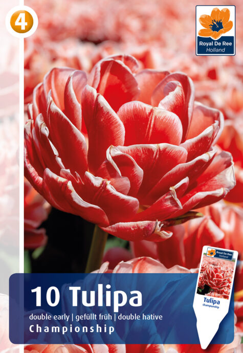 Tulp Championship 10 tk