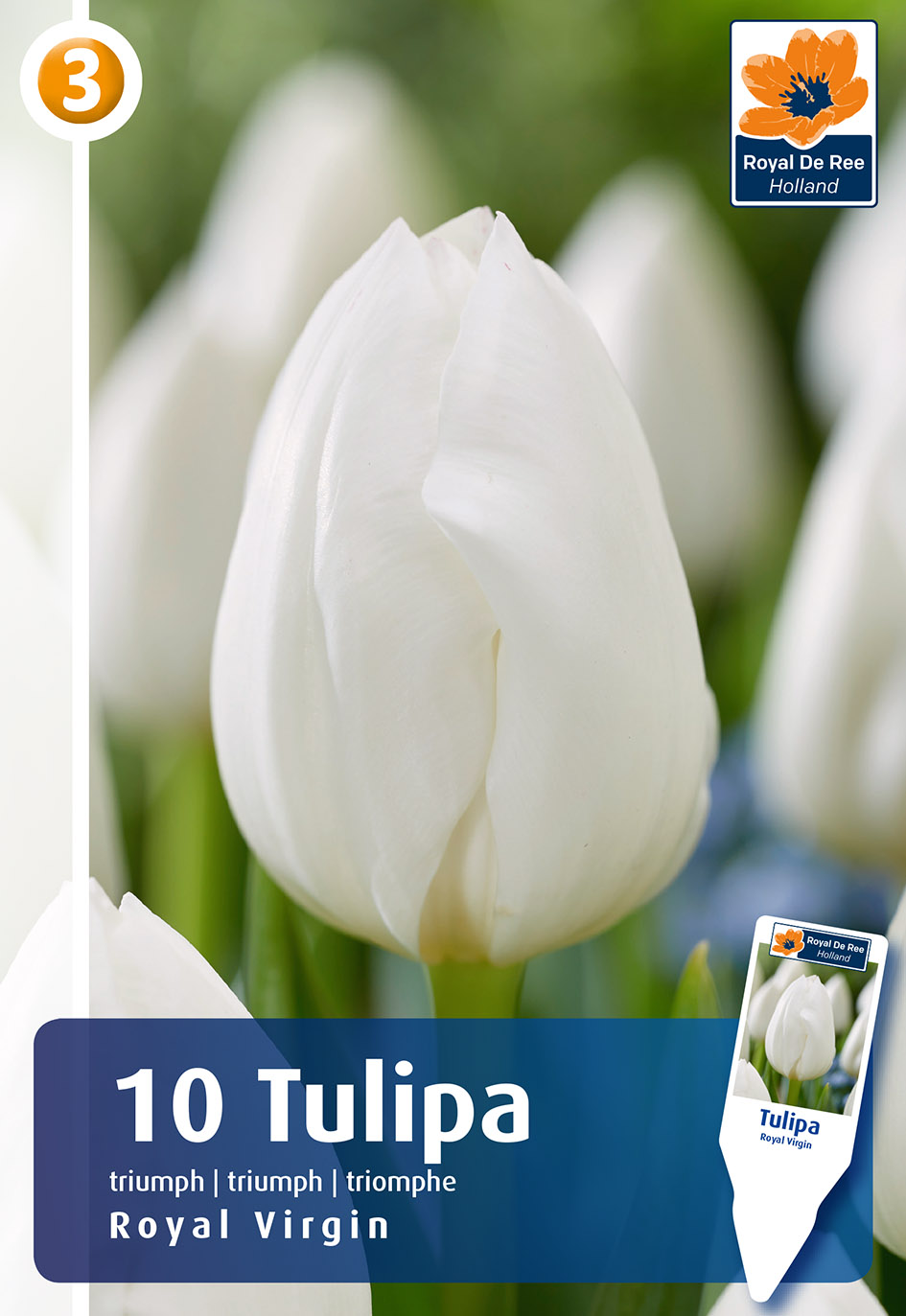 Tulp Royal Virgin 10 tk