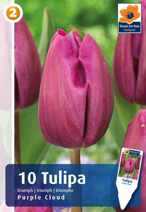 Tulp Purple Cloud 10 tk