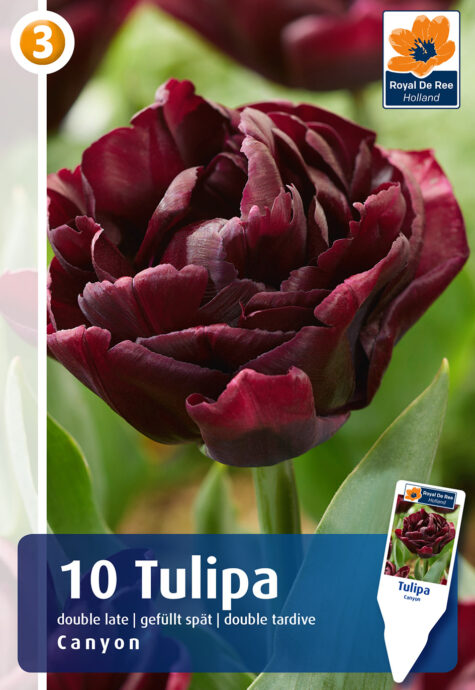 Tulp Canyon 10 tk