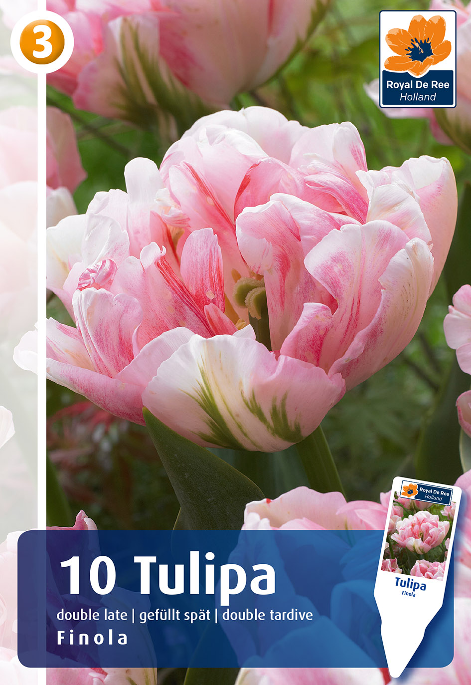 Tulp Finola 10 tk