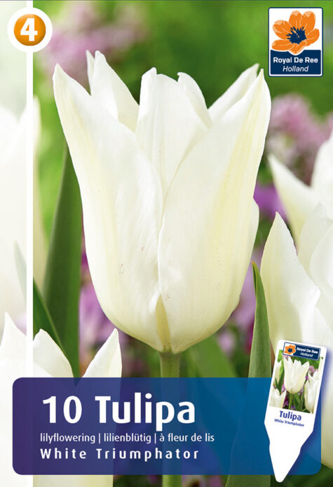 Tulp White Triumphator 10 tk