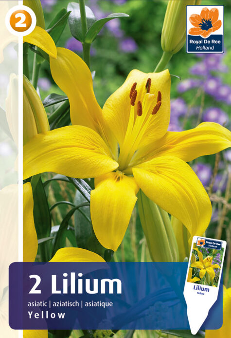 Liilia Asiatic Yellow 2tk