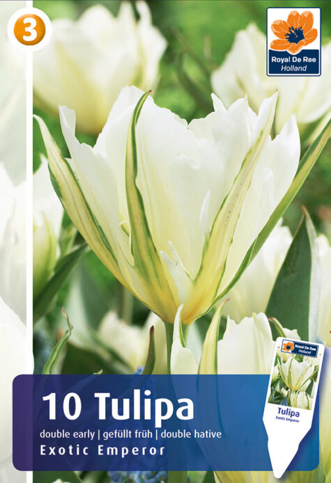 Tulp Exotic Emperior 10 tk