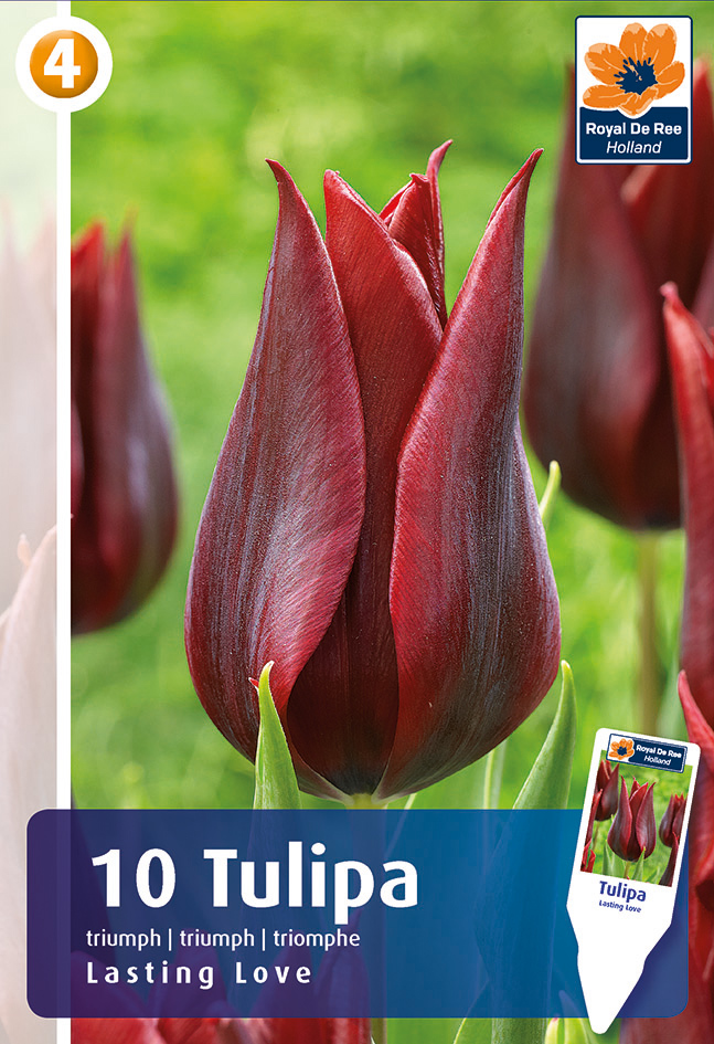 Tulp Lasting Love 10 tk