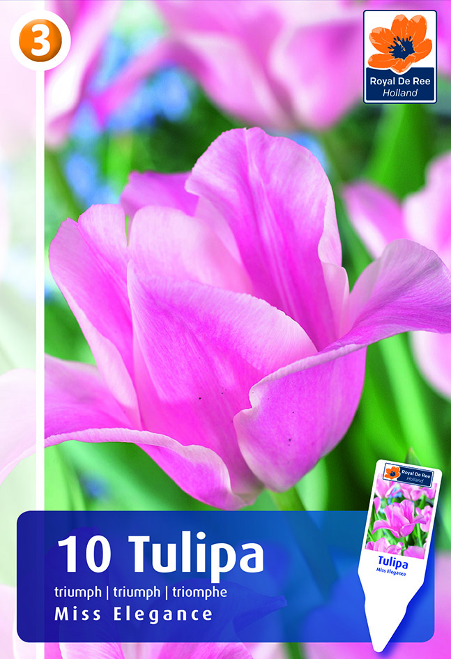 Tulp Miss Elegance 10 tk