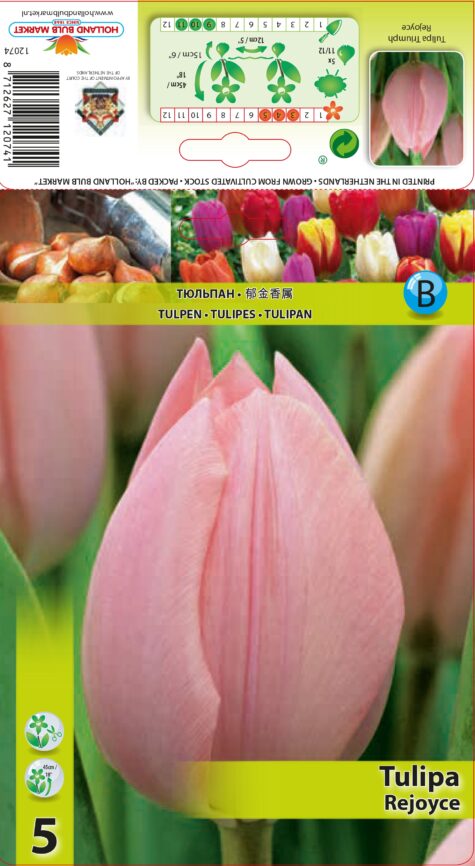 Tulp Rejoyce 5 tk