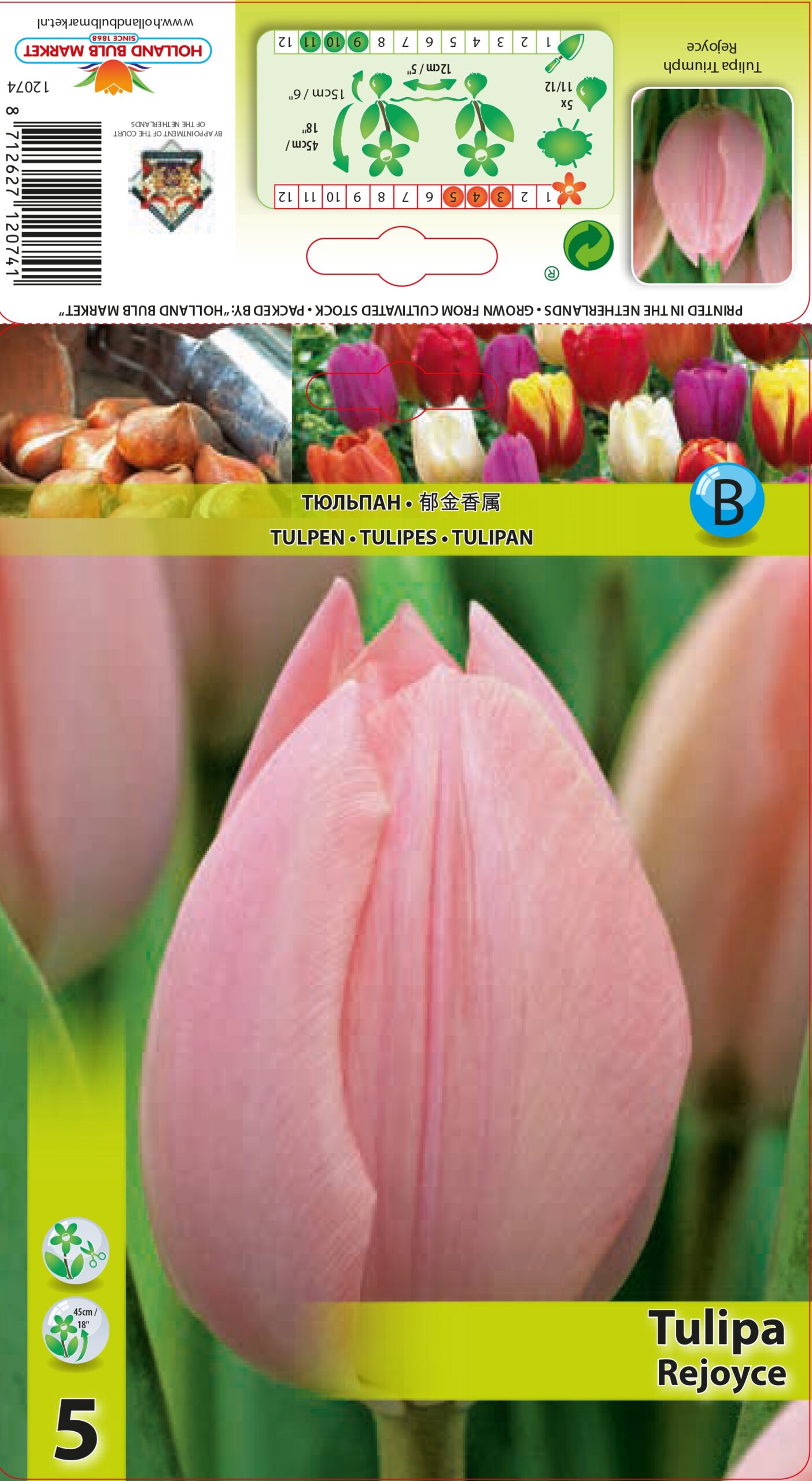 Tulp Rejoyce 5 tk