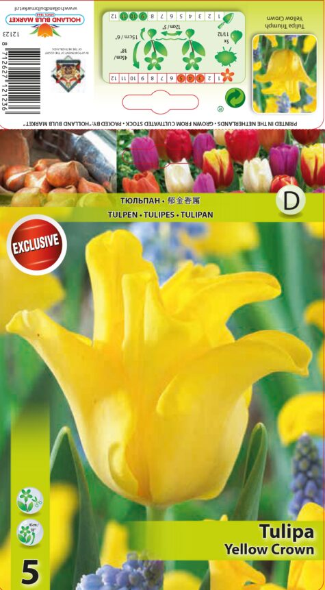 Tulp Yellow Crown 5 tk