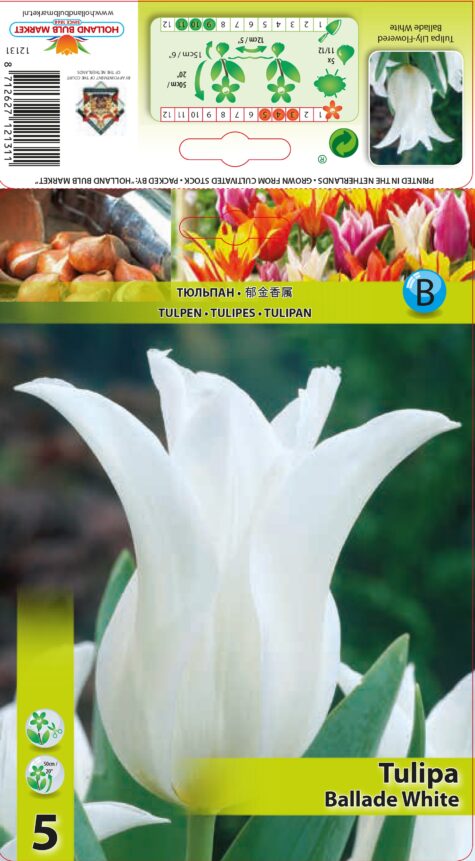 Tulp Ballade White 5 tk