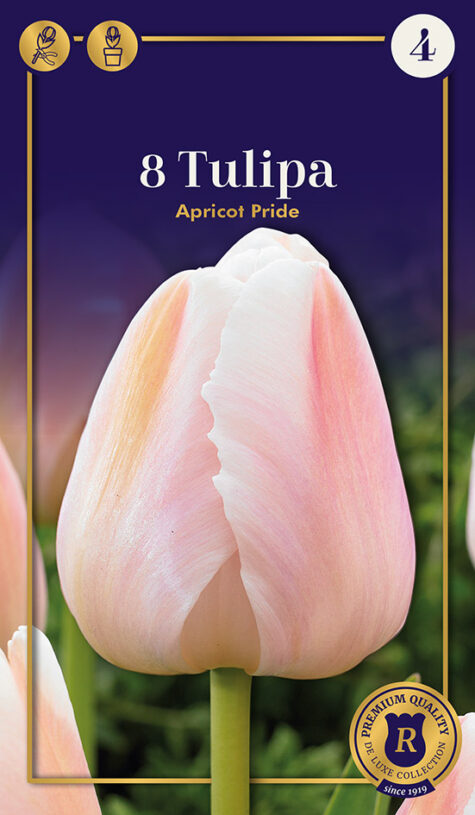 Tulp Apricot Pride 8 tk