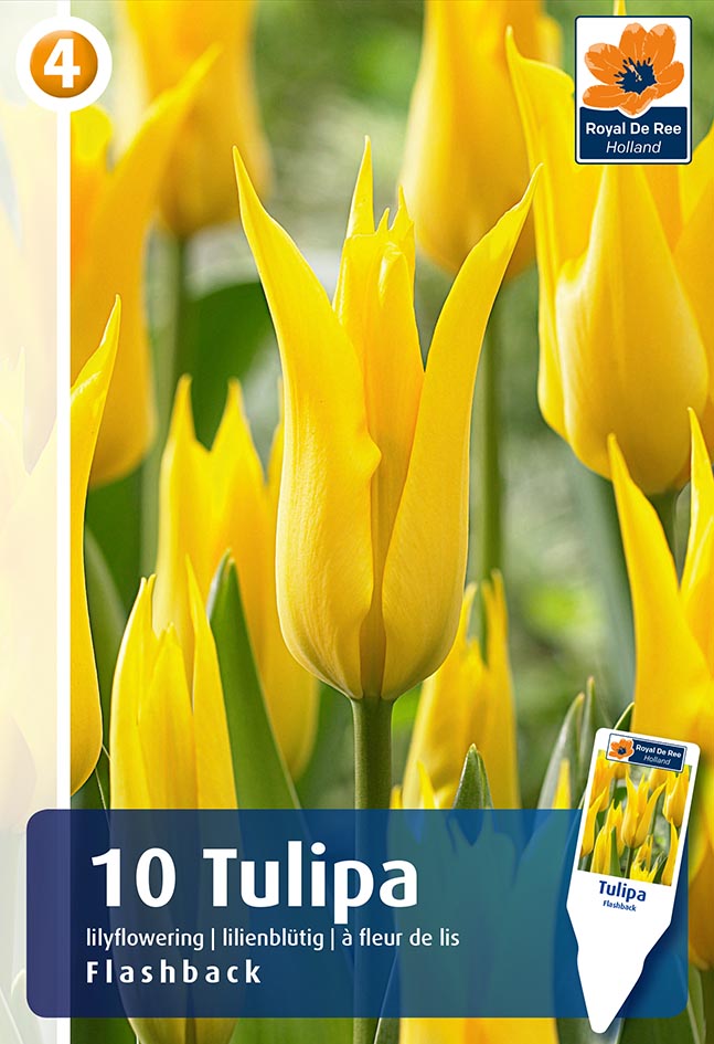 Tulp Flashback 10 tk