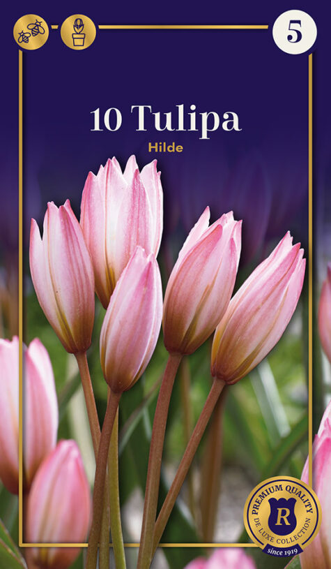 Tulp Hilde 10 tk