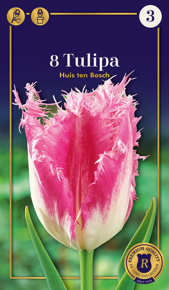 Tulp Huis Ten Bosch 8tk