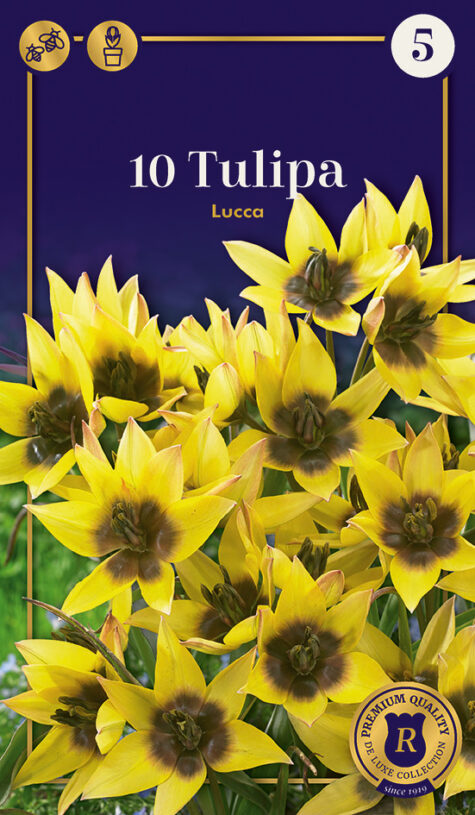 Tulp Lucca 10tk