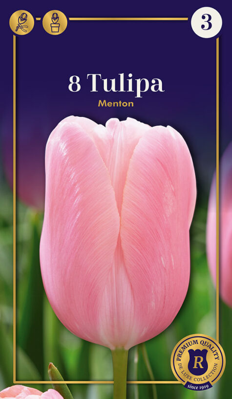 Tulp Menton 8 tk