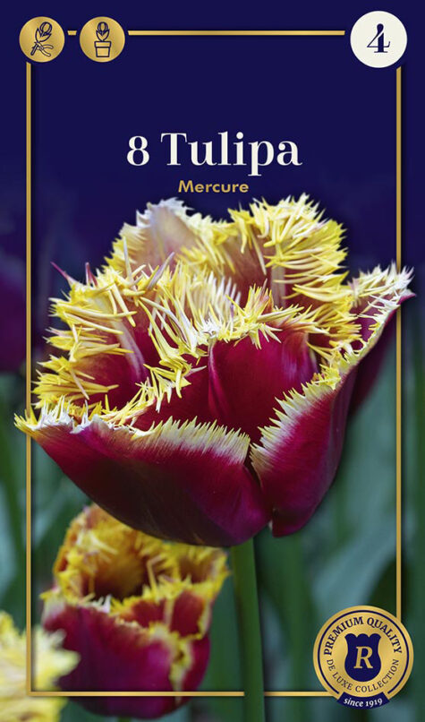 Tulp Mercure 8tk