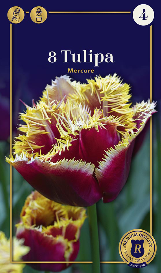 Tulp Mercure 8tk