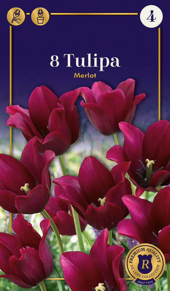 Tulp Merlot 8tk