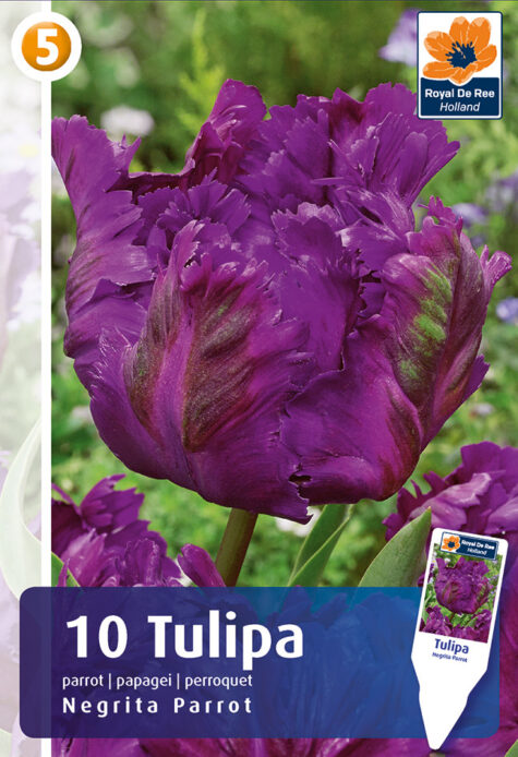 Tulp Negrita Parrot 10tk