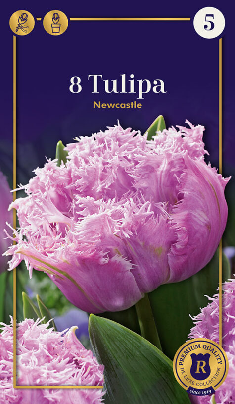 Tulp Newcastle 8 tk