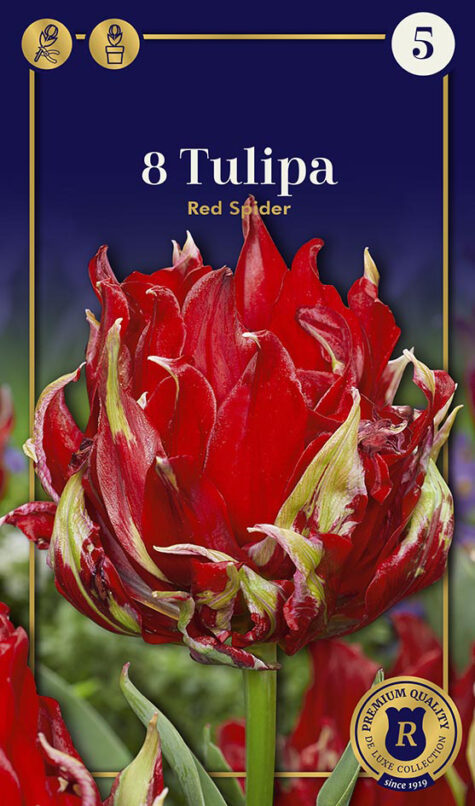 Tulp Red Spider 8tk