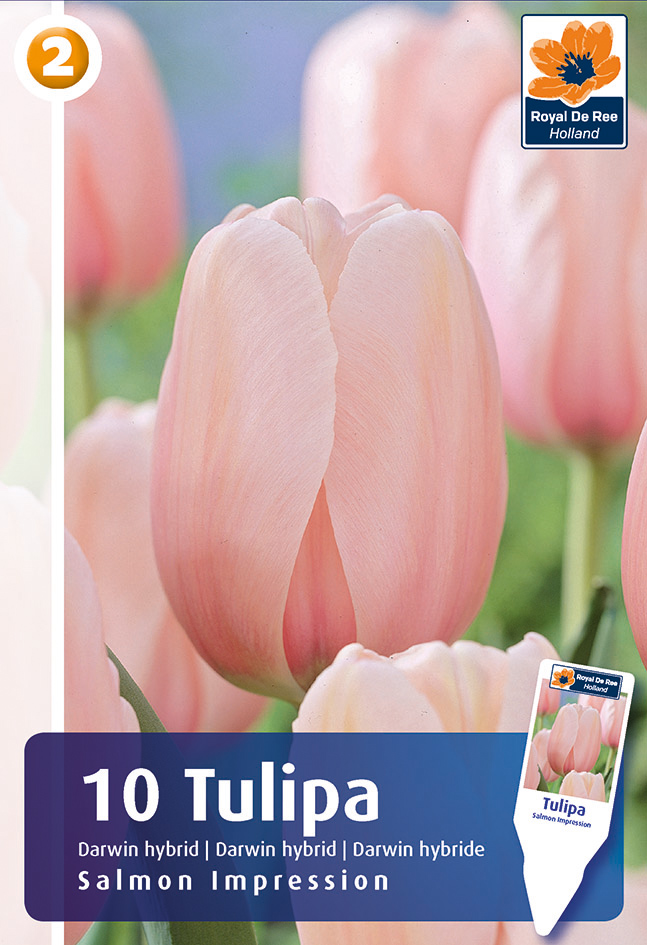 Tulp Salmon Impression 10tk