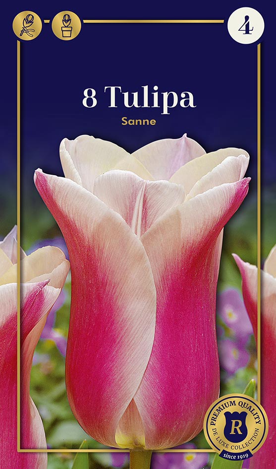 Tulp Sanne 8 tk