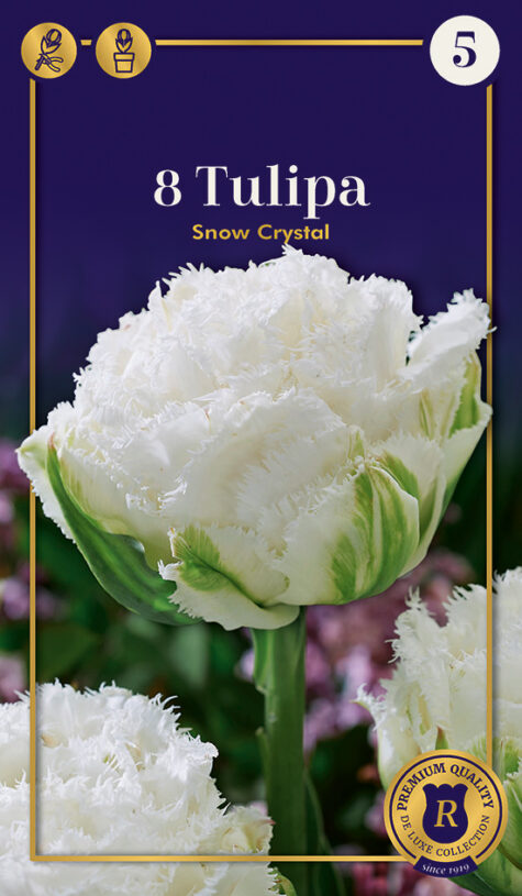 Tulp Snow Crystal 8tk