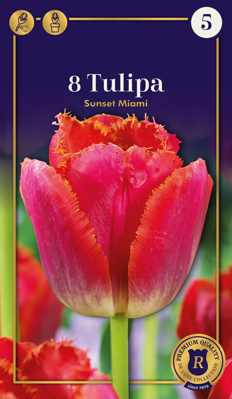 Tulp Sunset Miami 8 tk