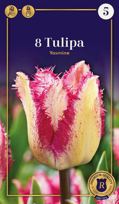 Tulp Yasmine 8 tk