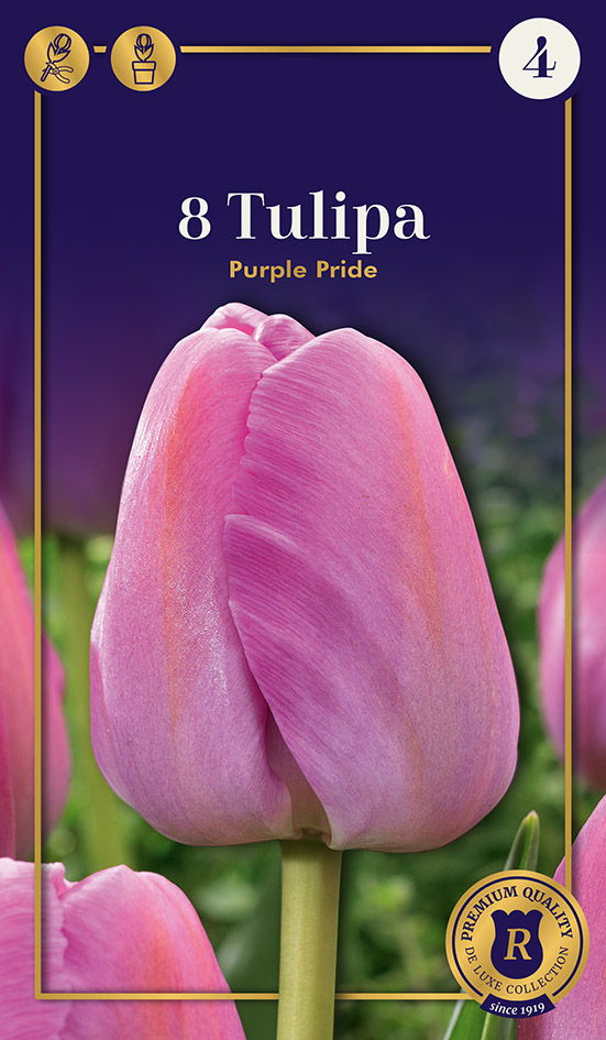 Tulp Purple Pride 8 tk