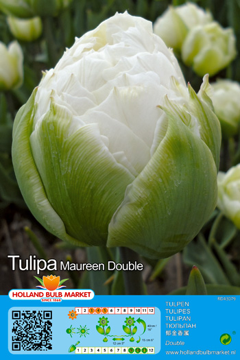 Tulp Maureen Double 1 tk