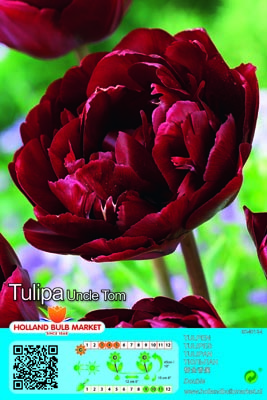 Tulp Uncle Tom 1 tk