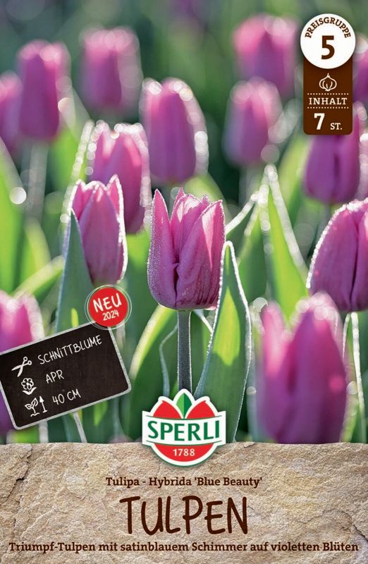 Tulp Blue Beauty 7 tk