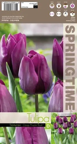 Tulp Deep Purple Rock 1 tk