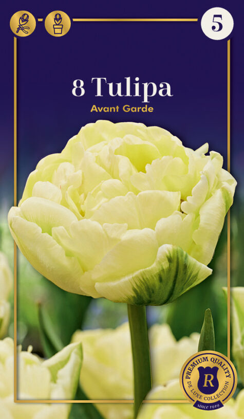 Tulp Avant Garde 8tk