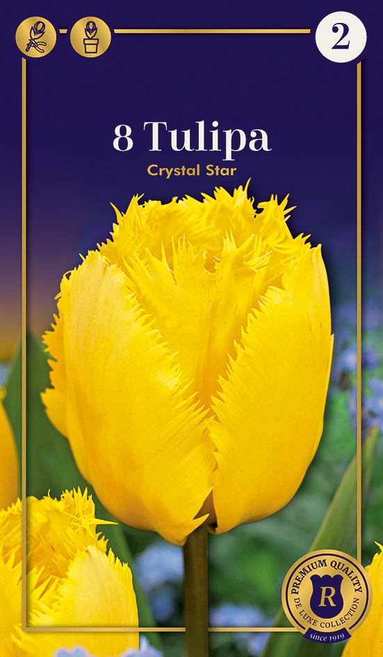 Tulp Crystal Star 8tk