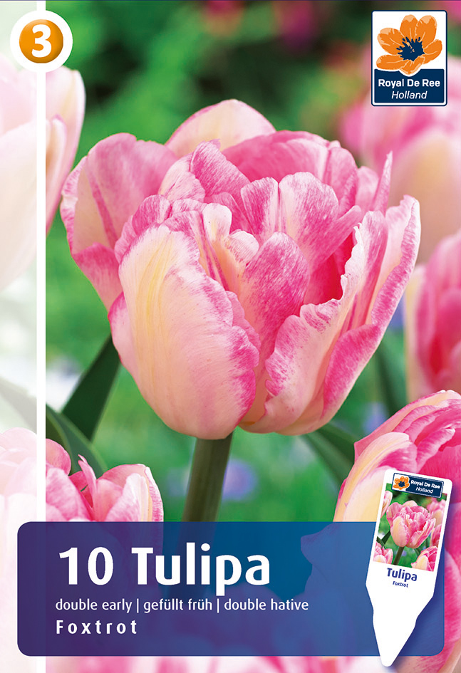 Tulp Foxtrot 10tk