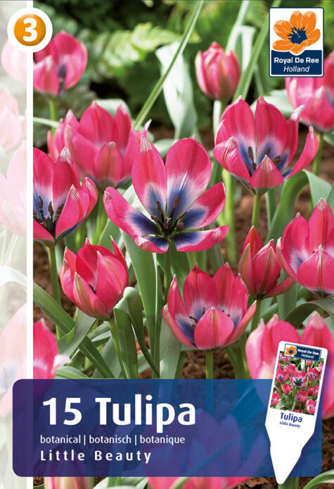 Tulp Little Beauty 15tk