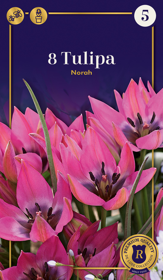 Tulp Norah 8tk