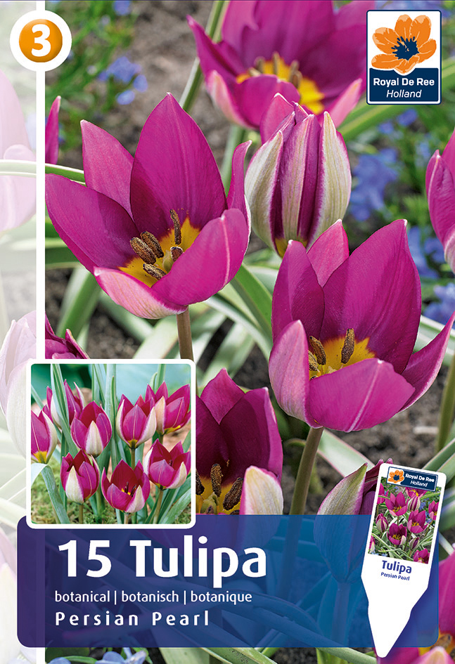 Tulp Persian Pearl 15tk