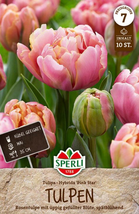 Tulp Pink Star 10 tk